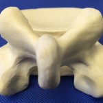 L4 Vertebrae WS Bone