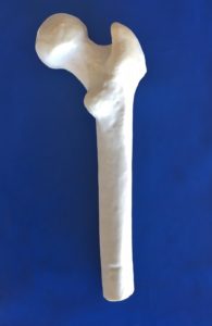 Workshop Bones