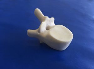 Workshop Bones