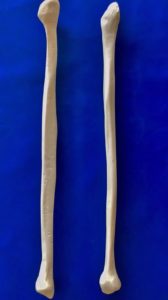 Workshop Bones